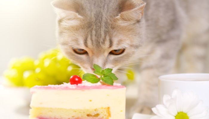 猫用ケーキを売ってる場所は？愛猫の特別な日に祝ってあげたい！